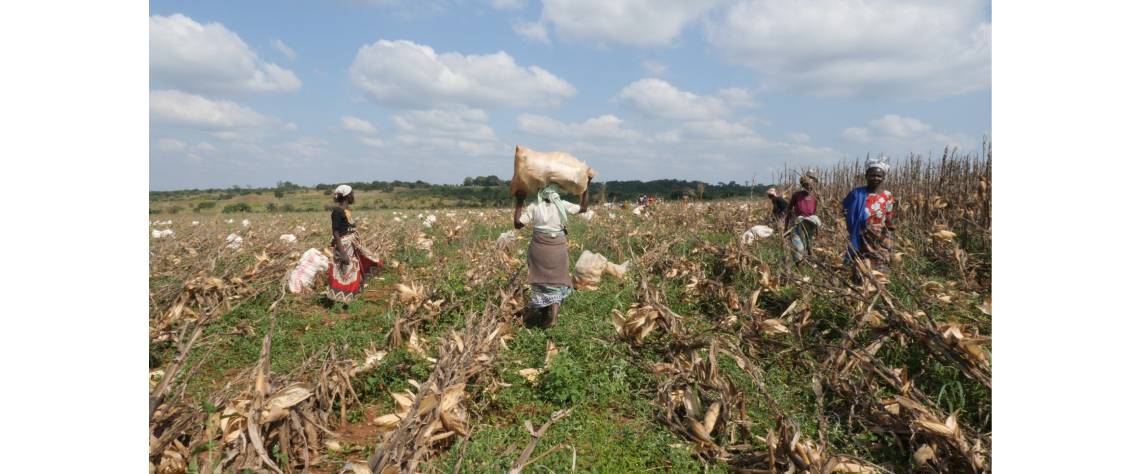 Hollard beneficia directamente 16 mil pequenos agricultores.jpg