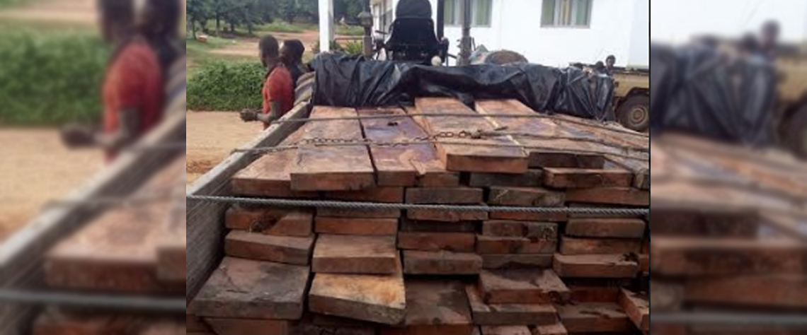 Apreendida mais madeira ilegal na concessão da EDN em 