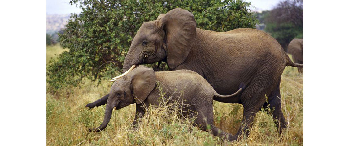Censo revela que população de elefantes em Moçambique duplicou desde 2018 e ultrapassa 22 mil animais