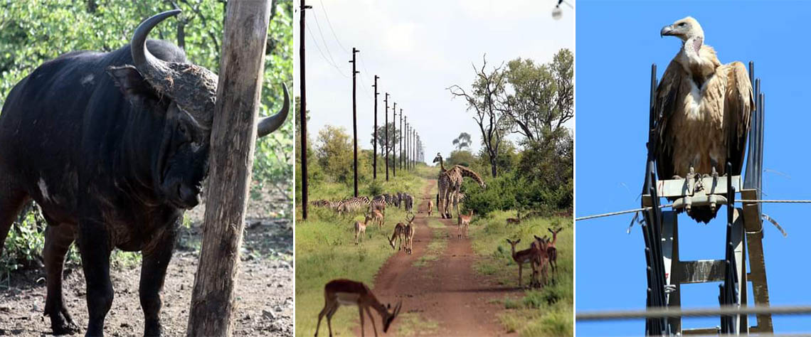 Parque Nacional de Maputo embolsa 23 milhões de Meticais em receitas ...