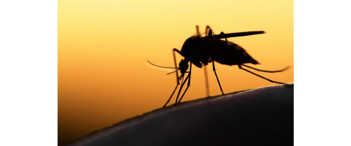 Malária representa 24% dos atendimentos hospitalares em Moçambique